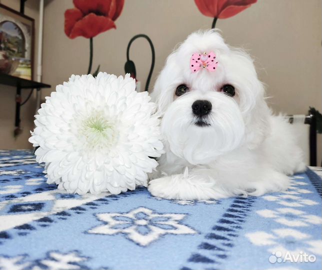 Девочка Мальтезе мини (щенок мальтийской болонки)