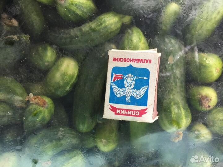 Огурцы корнишенного типа. 40р/кг. Заказ, Доставка