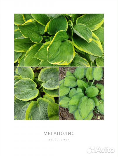 Хосты сортовые 3 вида