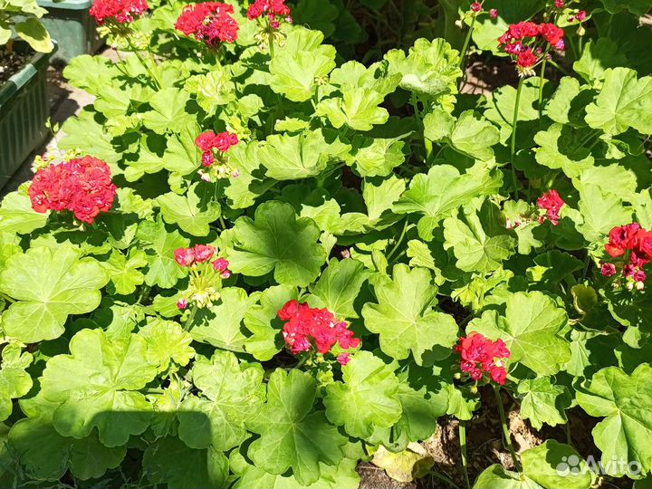 Пеларгония розебудная Red Rambler