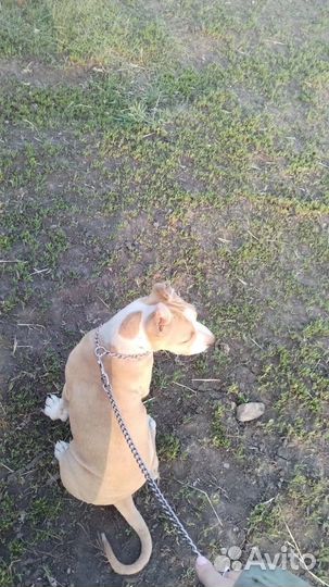 Собака стаффордширский терьер