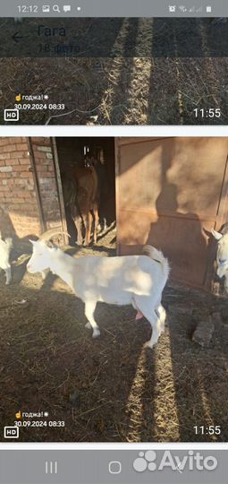 Коза 9 штук обш