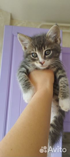 Ищут дом чудесные, добрые кошечки- малышки