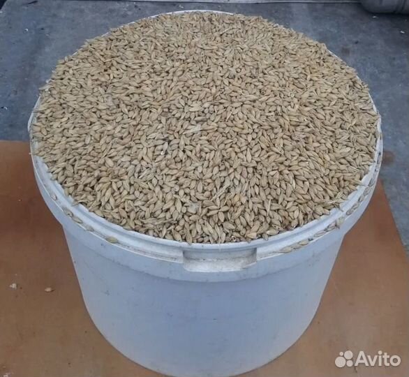 Ячмень и Пшеница