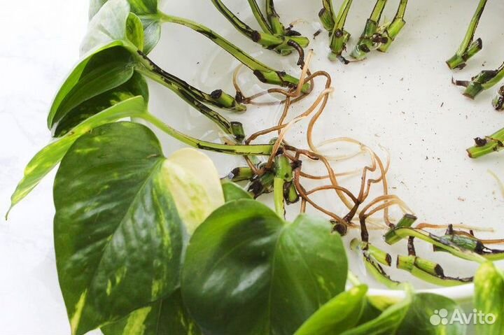 Эпипремнум черенки