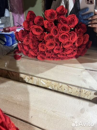 Роза Эквадор букет 25 51 101 большие букеты