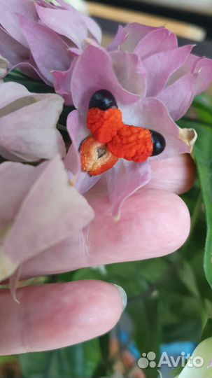 Клеродендрум семена