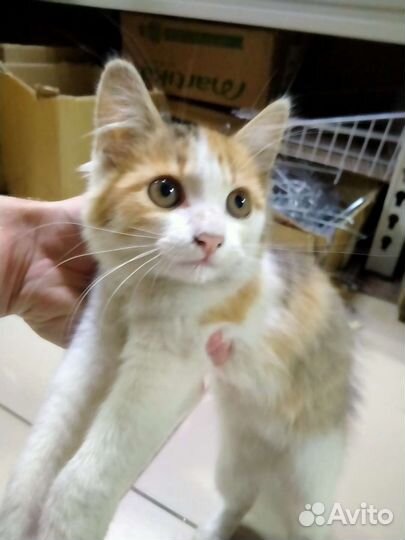 Котенок в добрые руки