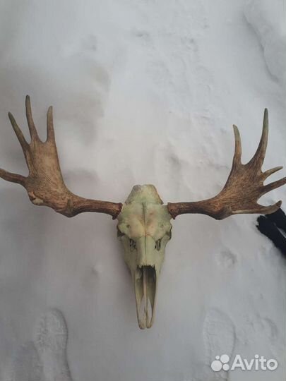 Продам рога лося