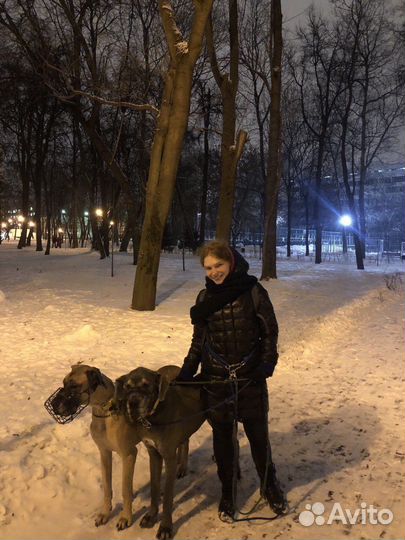 Дрессировка собак, услуги кинолога