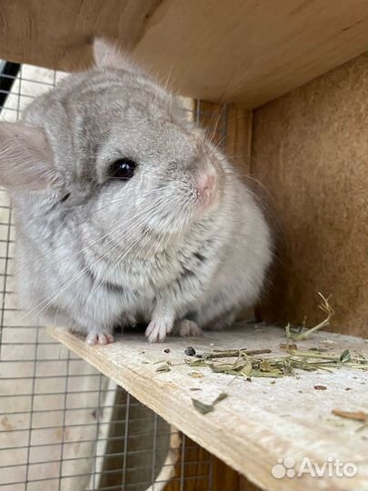 Ангорская шиншилла носитель сапфира