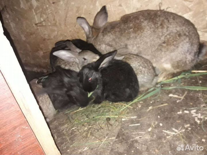 Продам крольчат