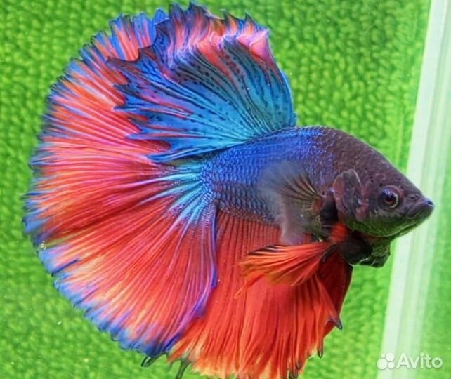 Рыбки Петушки