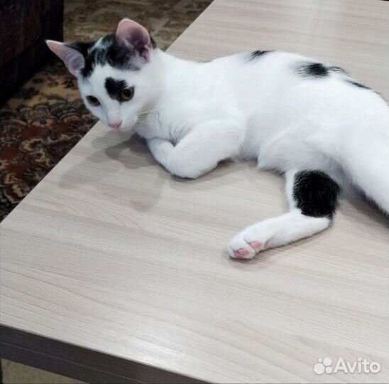 Кошечка в добрые руки безоплатно