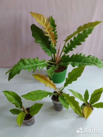 Филодендроны