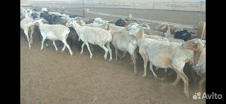 Овцы бараны матки