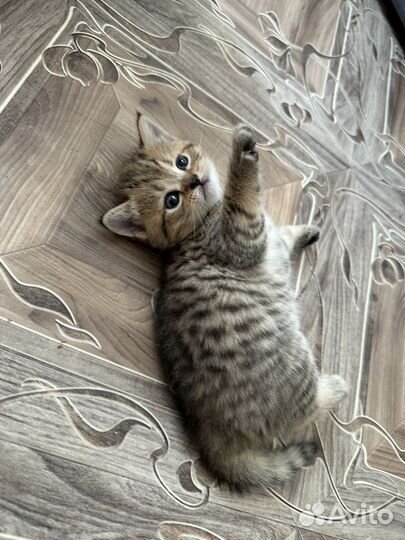 Шотландская вислоухая котята