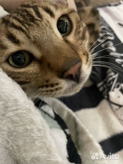Продам Бенгальского кота