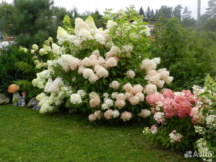 Гортензия Мательчатая Фантом (предзаказ)