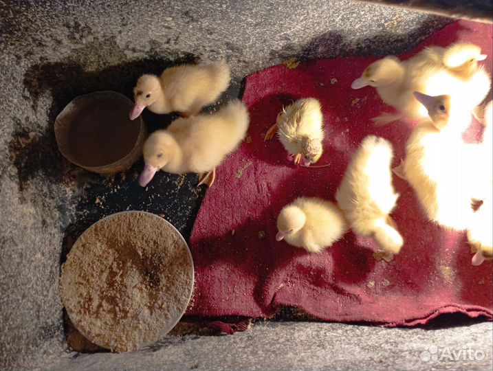 Утята суточные