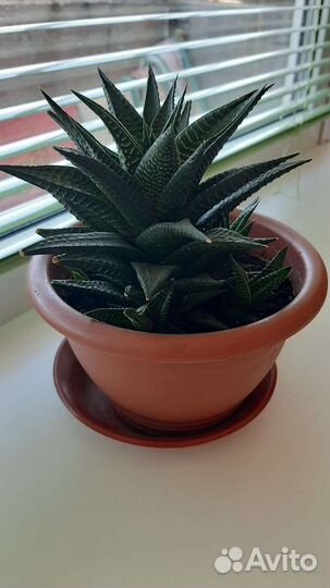 Комнатные цветы