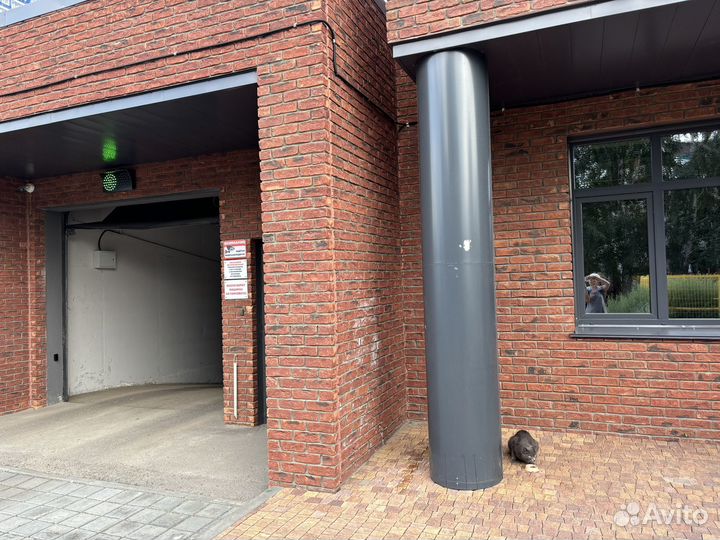 Домашние животные