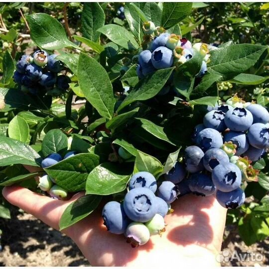 Голубика саженцы