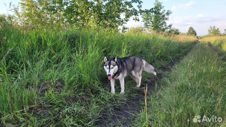 Сибирский хаски