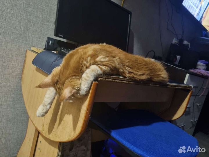 Кошка мейкун