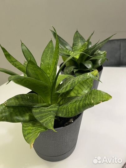 Сансевиерия