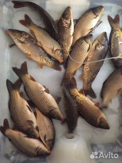 Живая рыба, карп 3х видов
