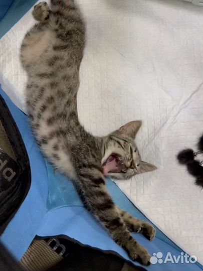 Малыш Рэй (котёнок, 2,5-3 месяца)