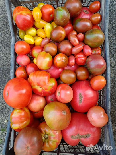 Помидоры грунтовые; капуста