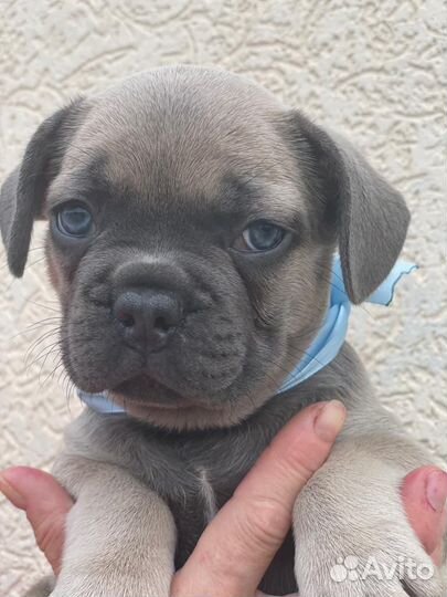 Французский бульдог