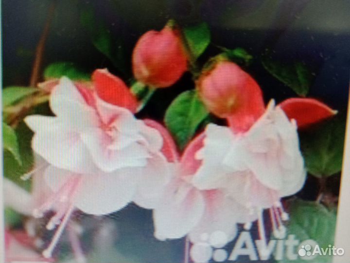 Комнатные растения разные цветы