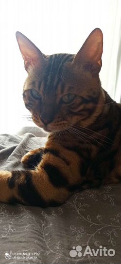 Бенгальский кот вязка