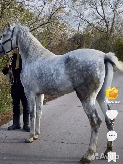 Лошадь кабыла