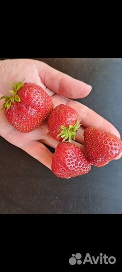 Рассада клубники укорененная