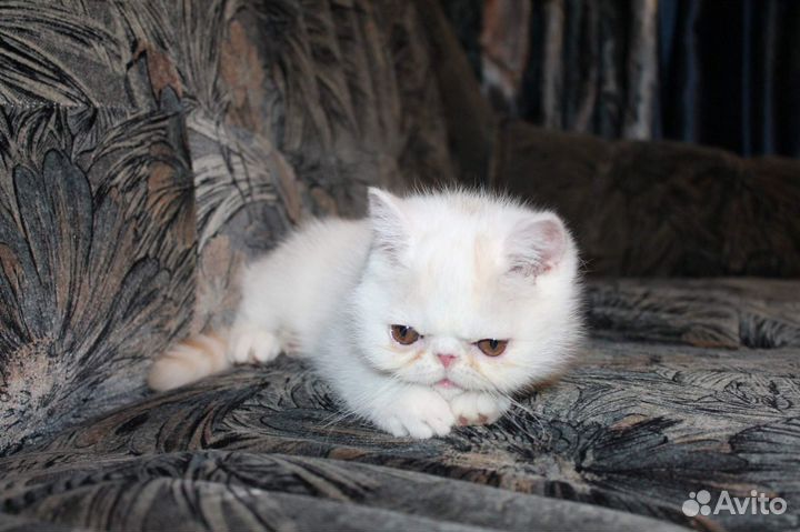 Котята и подростки