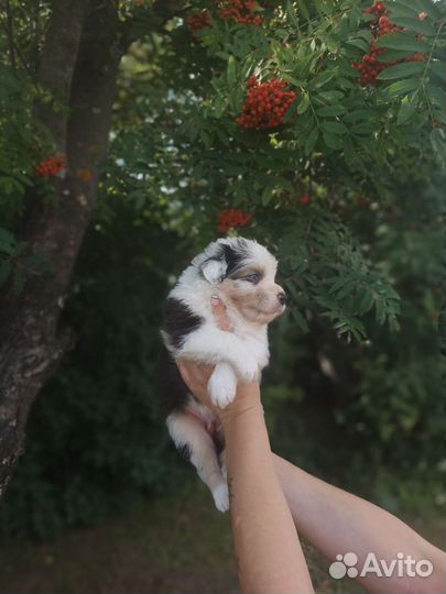 Щенки аусси