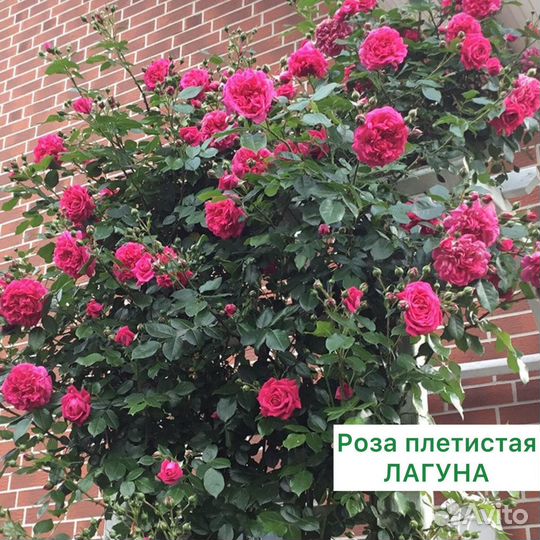 Саженцы роз в ассортименте 2-х летки с доставкой