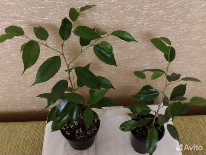 Фикус бенджамина