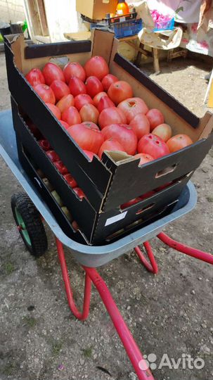 Семена томатов