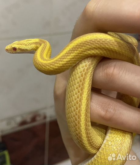 Маисовый полоз самка