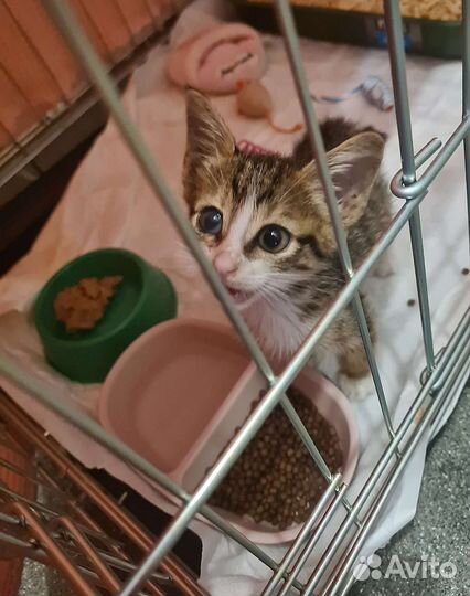 Котенок Мири, привезённая из Турции, ищет маму