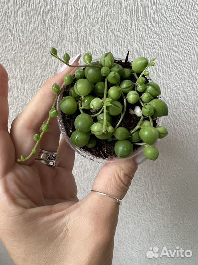 Крестовник роули