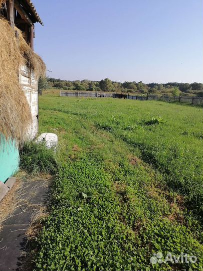 Сено рассыпное луговое. 2023 г