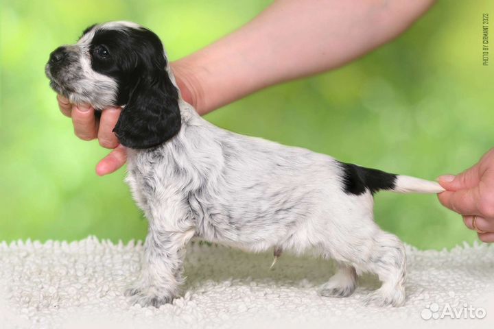 Собаки кокер спаниель