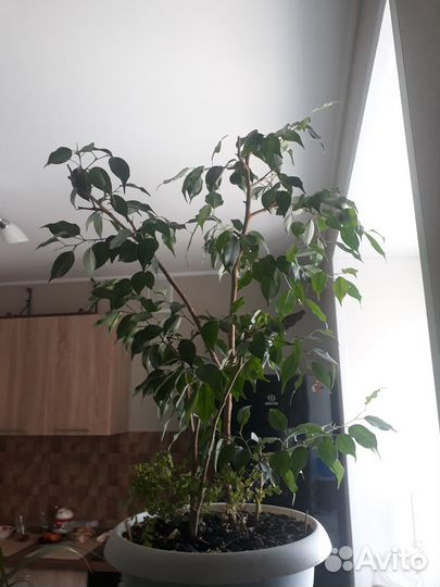 Уход, передержка комнатных растений