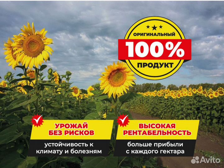 Семена гибрида подсолнечника «Саваж»112